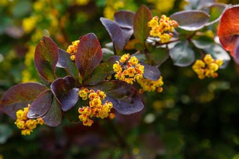 burberry bushes|types of barberry bushes pictures.